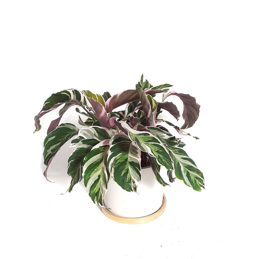 calathea-fusion-white-foglie-vaso-amiciconradici