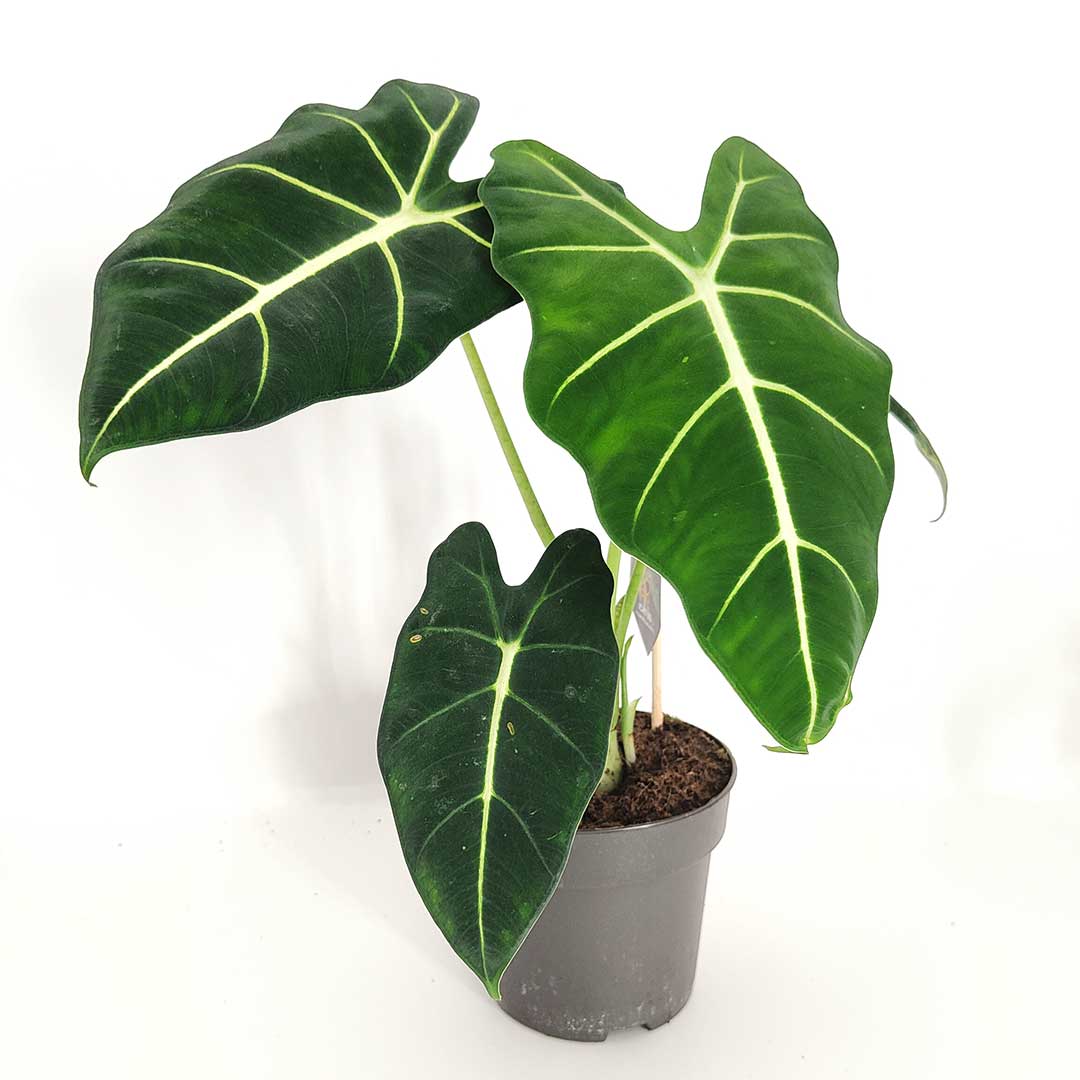 alocasia-frydek-amiciconardici100423