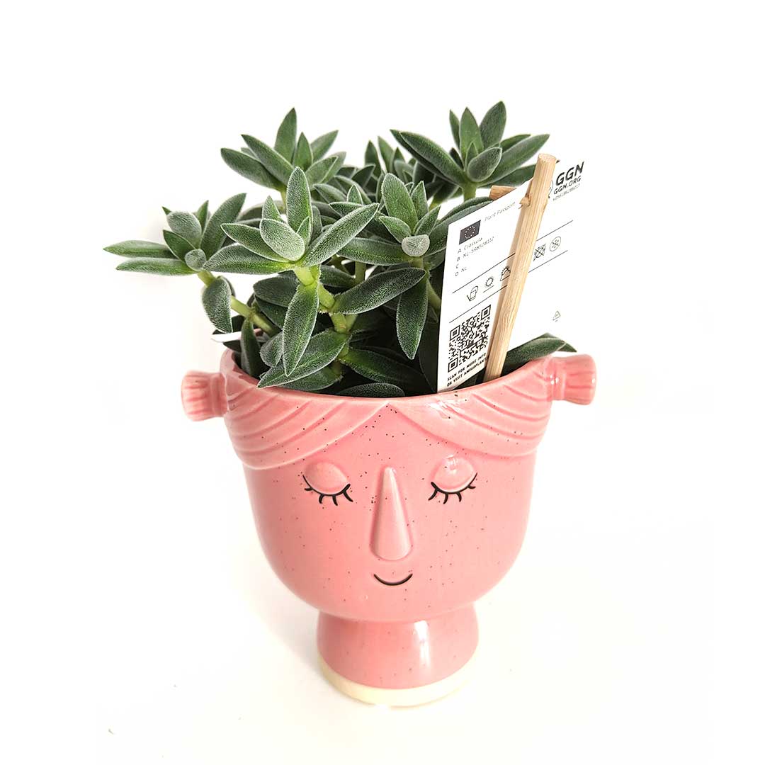 crassula-tarantula-vaso-pippi-amiciconardici