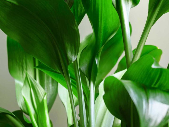 aspidistra-scelta-amici