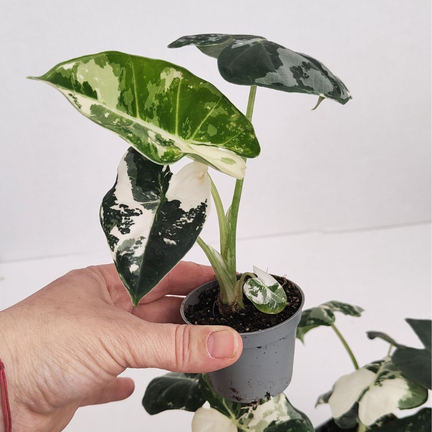 alocasia-frydek-variegata-260325