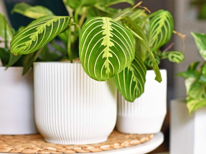 marante-scelte-amici