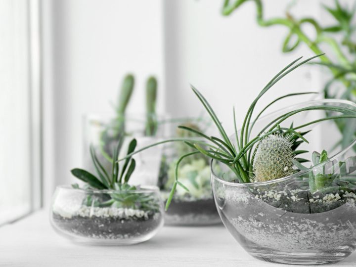 storia-delle-piante-da-interno-amici-con-radici