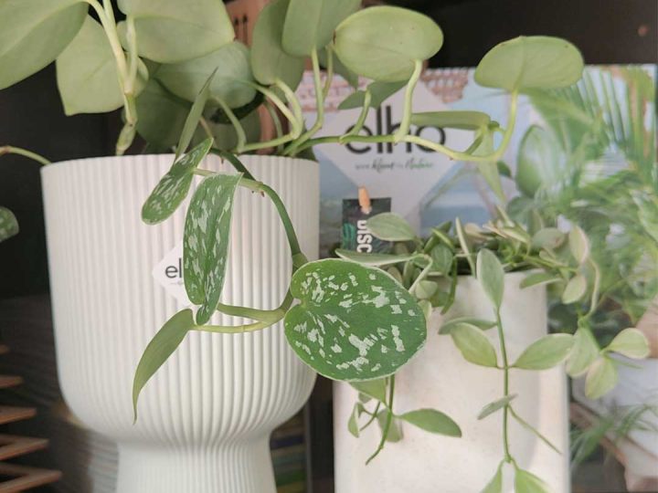 elho-amici-piante-scelte