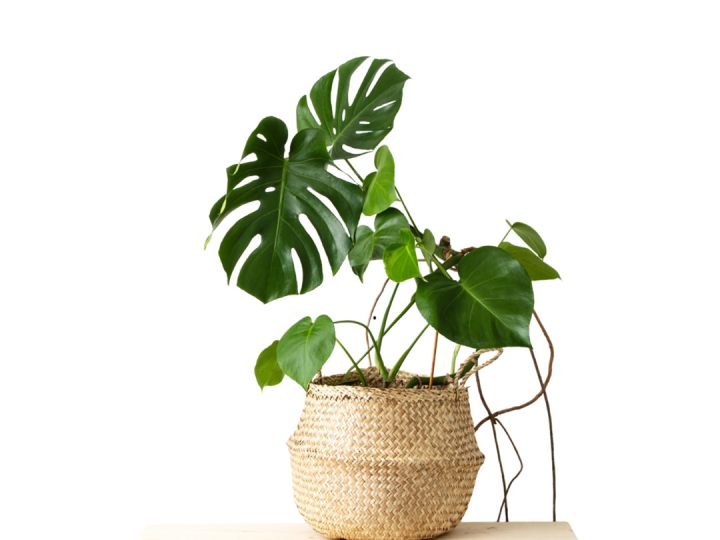 _monstera-pot-plant-amici-con-radici